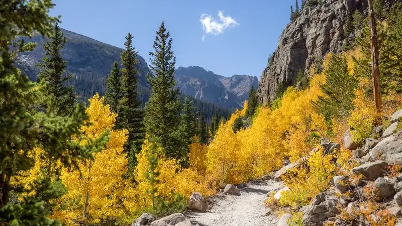 Aspen Groves in Colorado’s Rocky Mountains