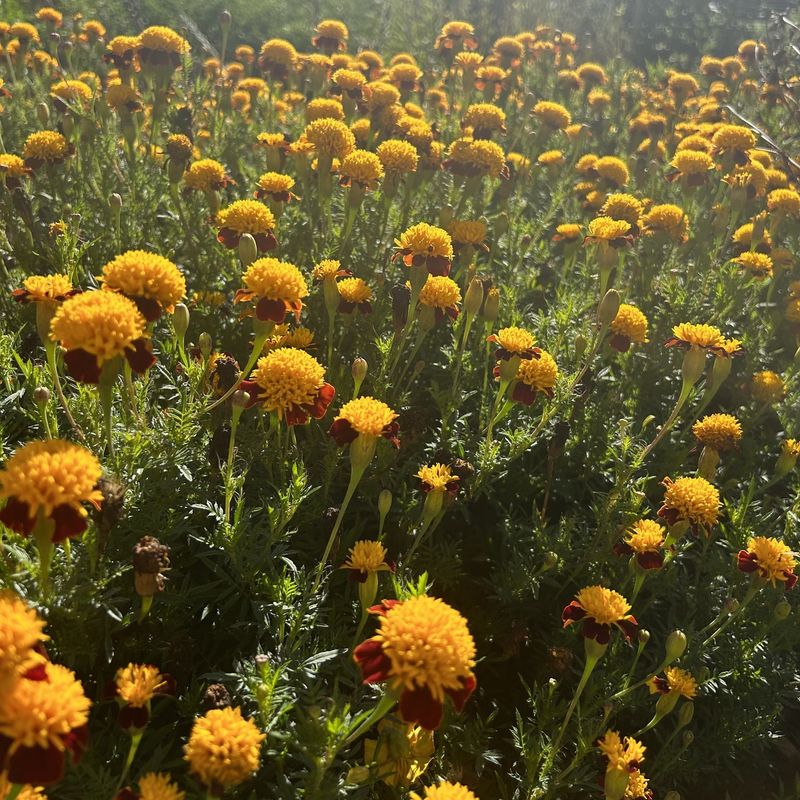 Desert Marigold: Splashes of Yellow on Dry Ground
