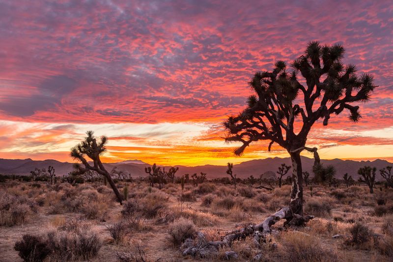 Joshua Tree National Park