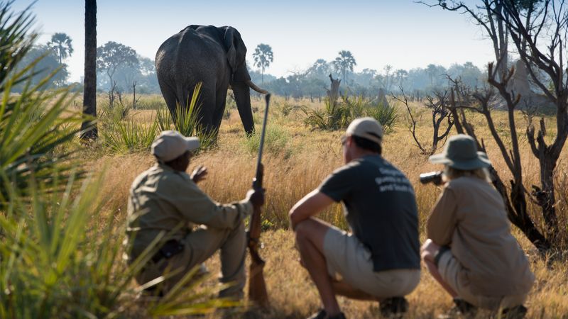 Walking Safari in Botswana