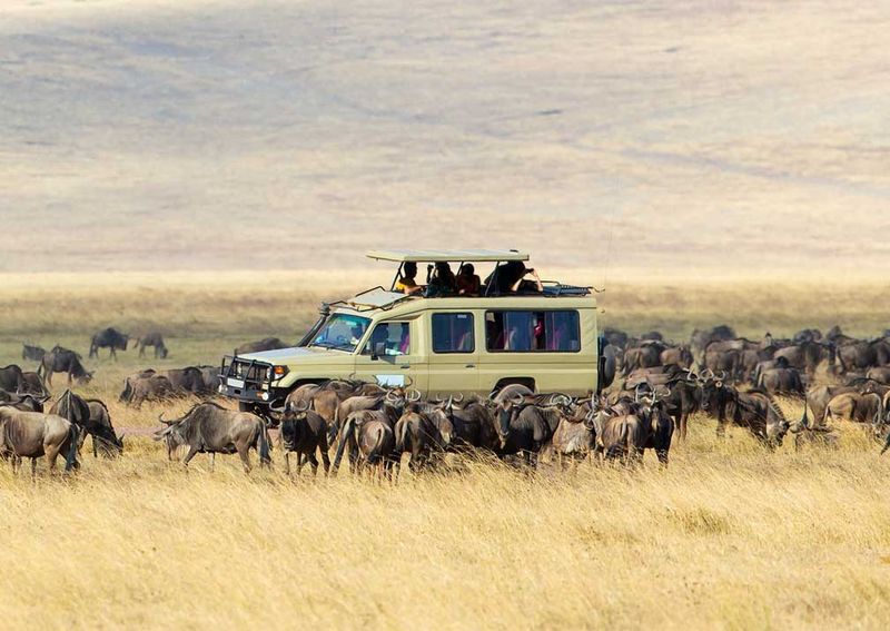 Safari in Serengeti National Park
