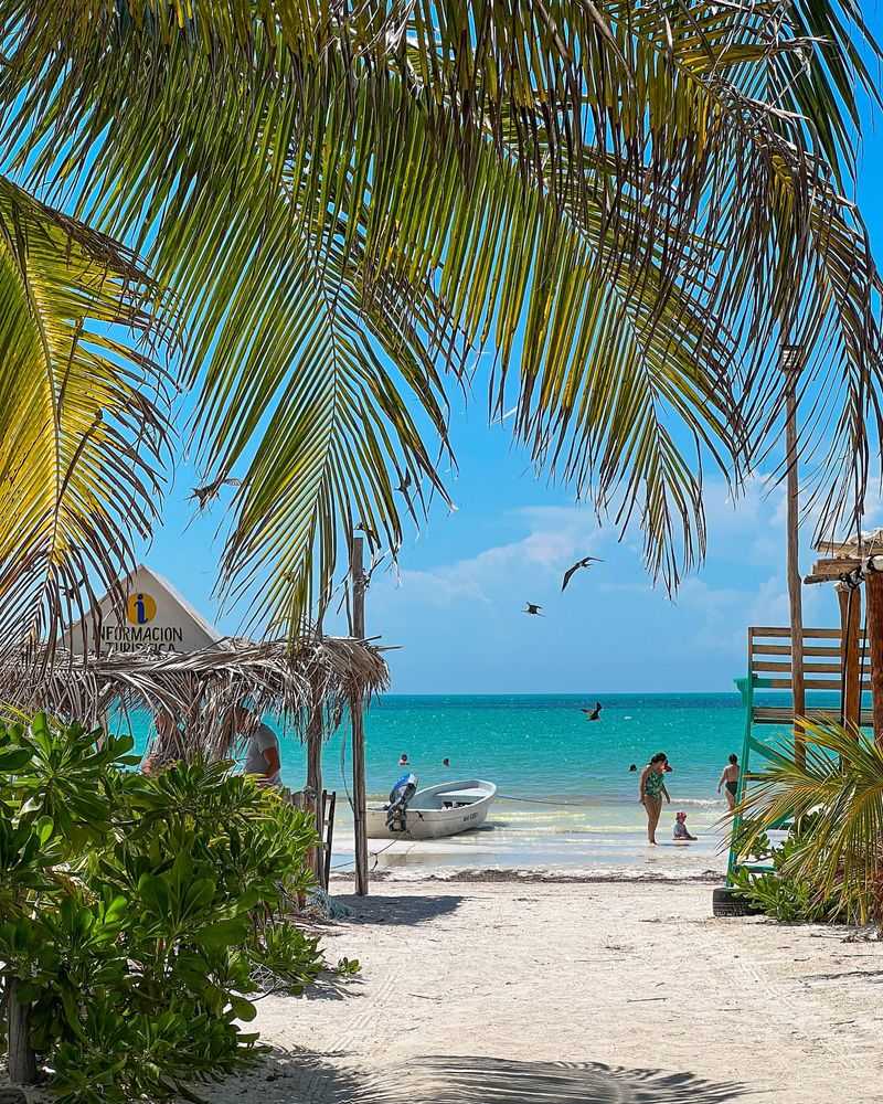Isla Holbox, Mexico – Coastal Mangroves and Sea Grapes