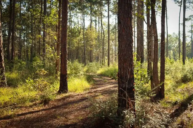 East Texas Pine Forest Picnic Spot