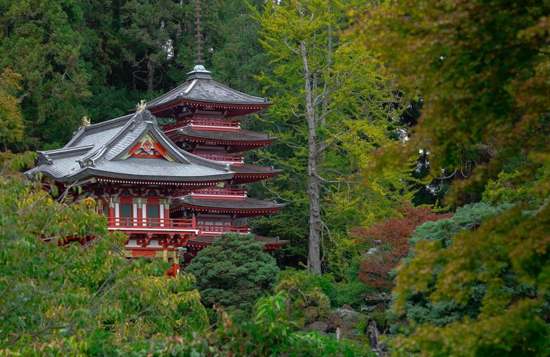 Golden Gate Park’s Botanical Garden — Fog-Loving Ferns and Redwoods