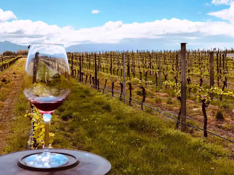 Wine Tasting in Marlborough