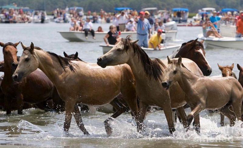 Chincoteague, Virginia