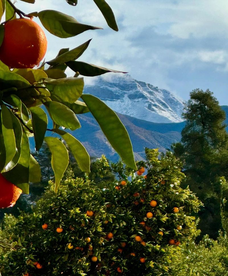 Ojai — Citrus Groves and Valley Wildflowers