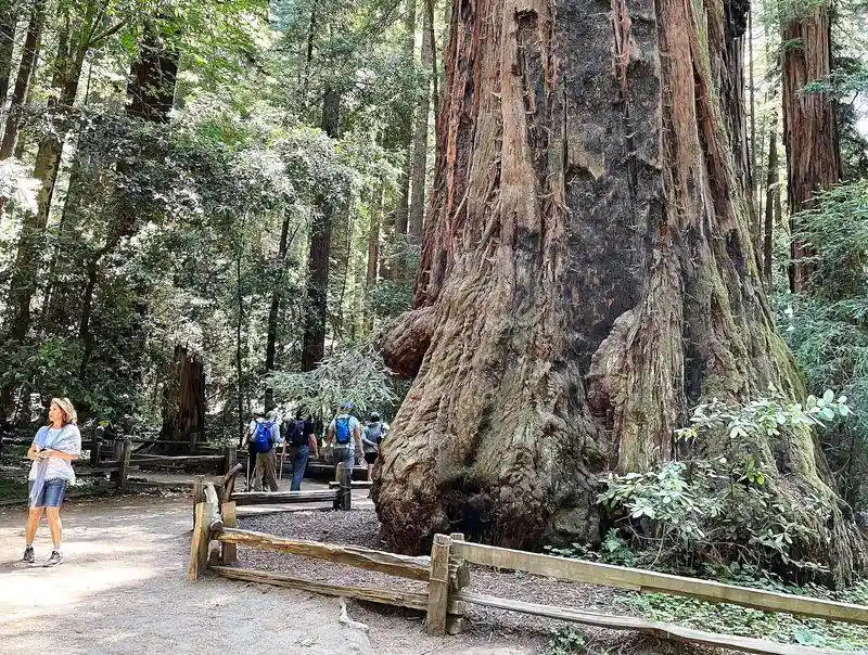 Henry Cowell Redwoods State Park