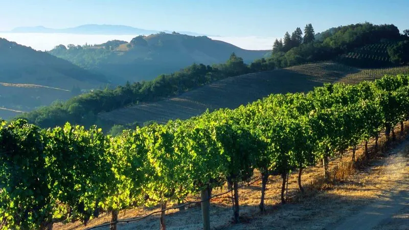Napa Valley, California (Kid-Free)