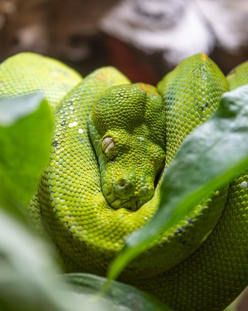 Reptile House
