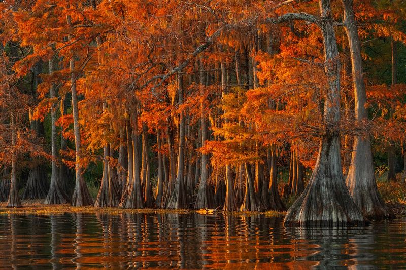 Cypress Knees and Swampy Shadows by Bay Lake