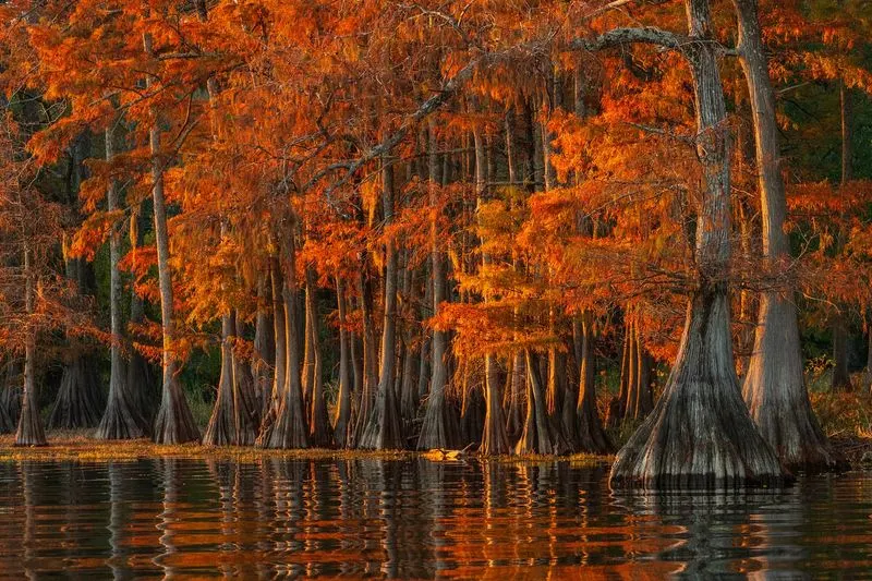 Cypress Knees and Swampy Shadows by Bay Lake