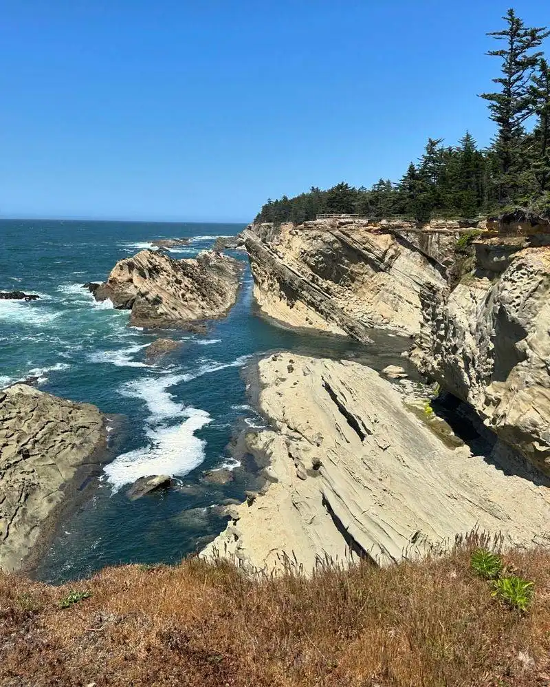 Coastal Mushrooms