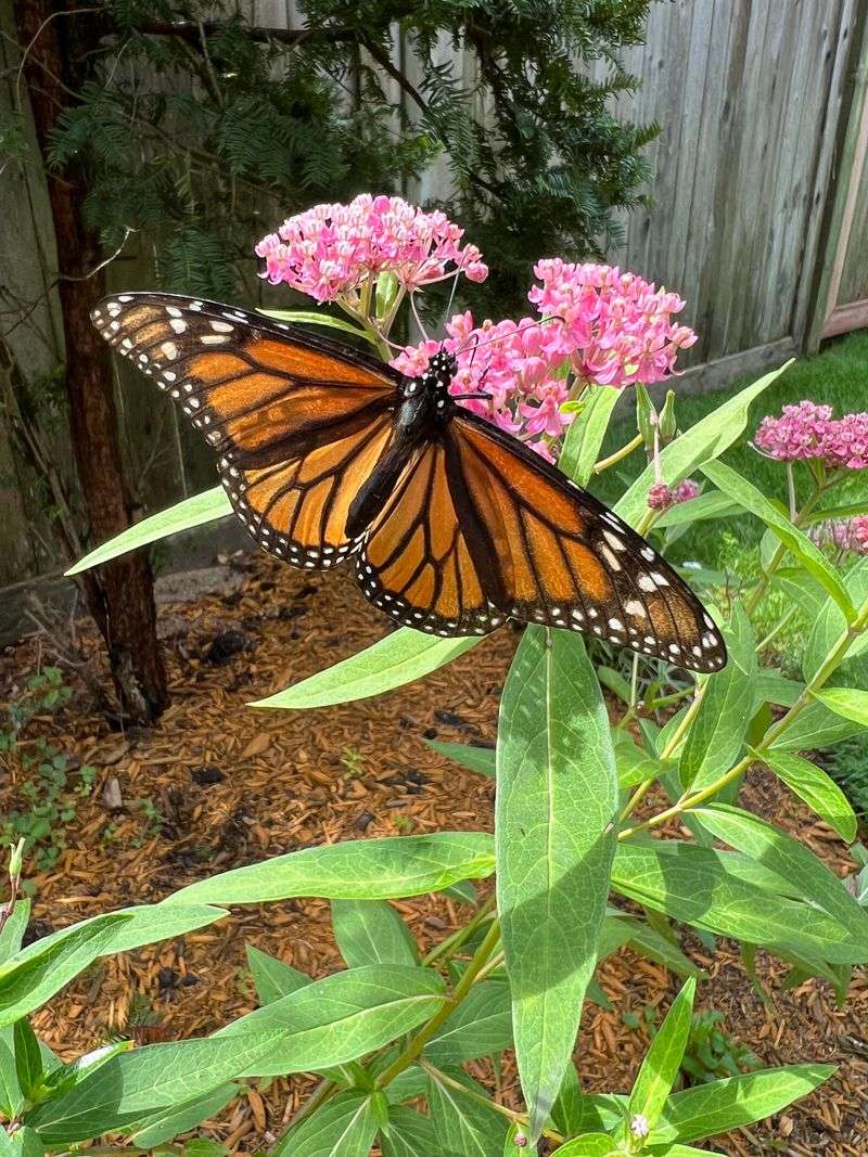 Monarch-Favorite Milkweed in Local Gardens