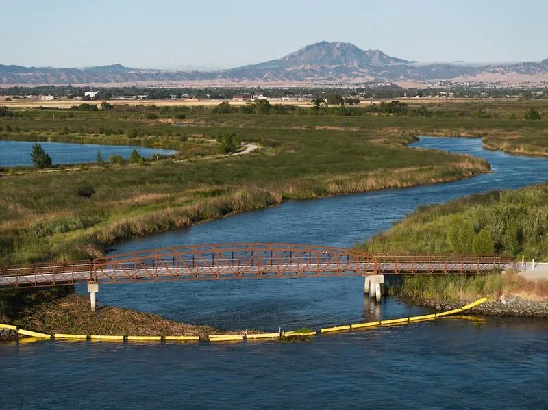 Tule Reeds in California’s Sacramento-San Joaquin Delta