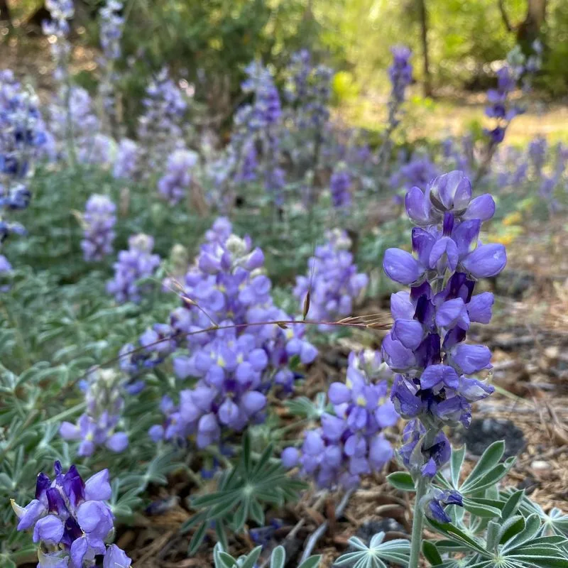 Ceanothus (“California Lilac”) Adding Soft Purple Tones