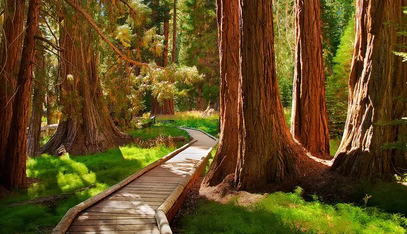 Sequoia & Kings Canyon National Parks