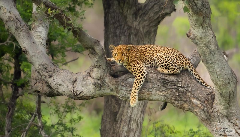 Kruger National Park, South Africa