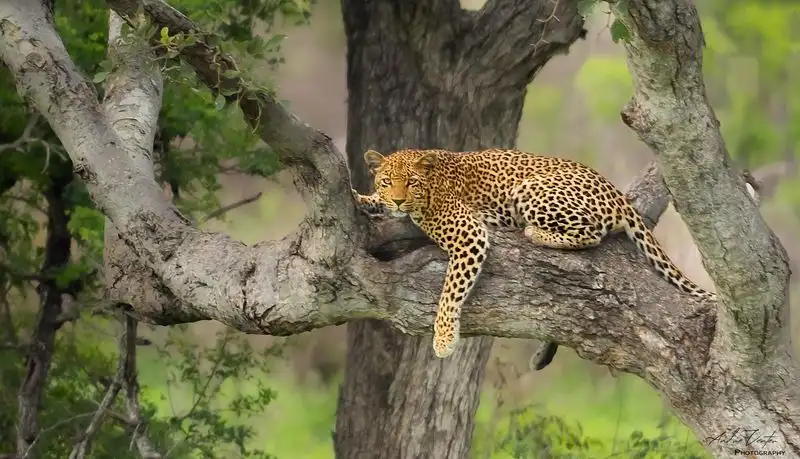 Kruger National Park, South Africa