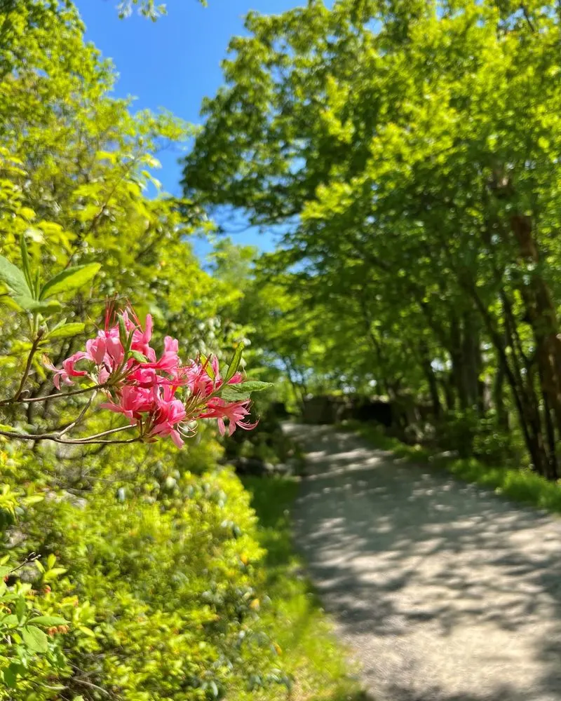 Pollinator Gardens Along Quiet Roads