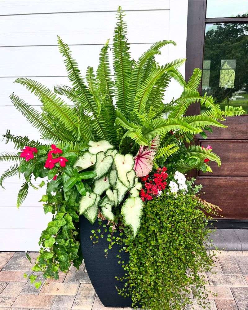 Front Porch Ferns and Container Gardens