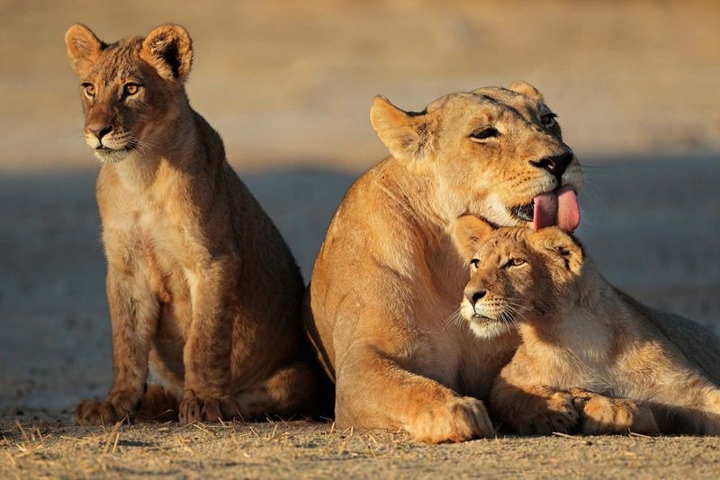 Kalahari Desert, Kgalagadi Transfrontier Park, Botswana/South Africa