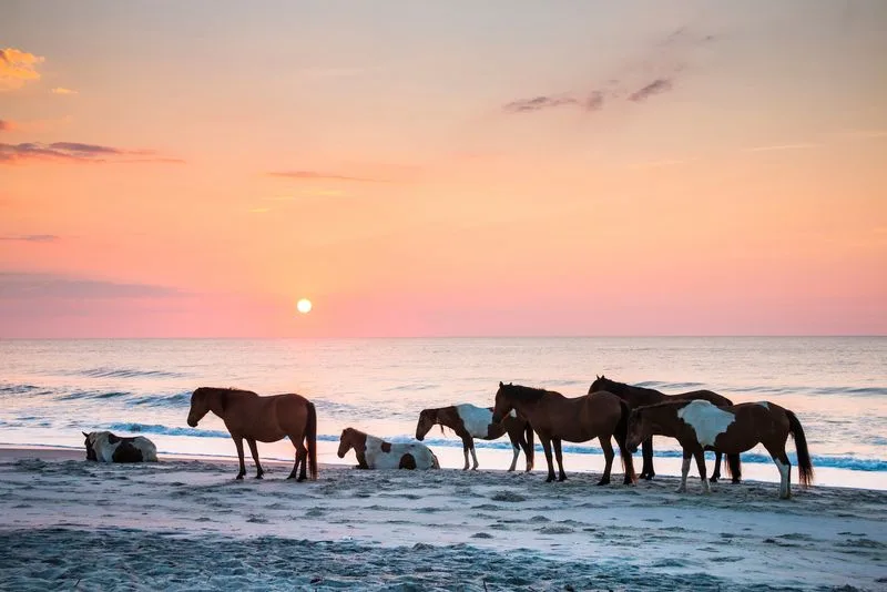 Better Pick: Assateague Island, Maryland