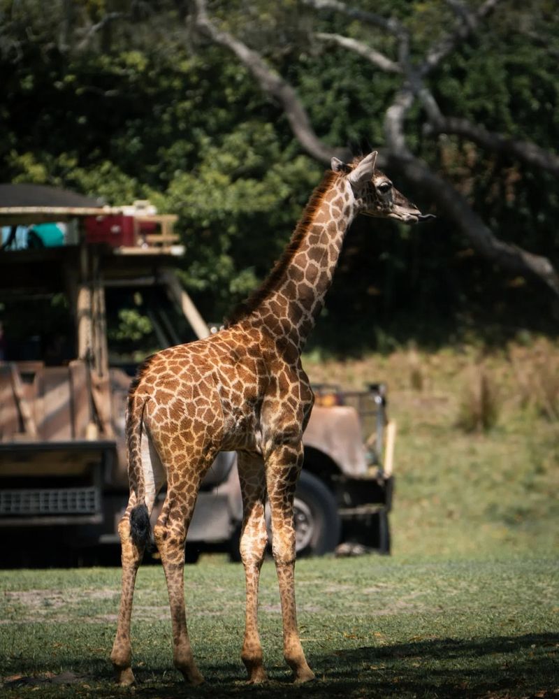 Kilimanjaro Safaris