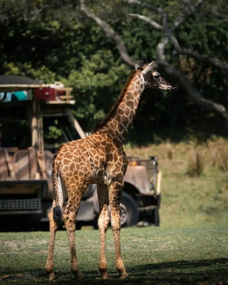Kilimanjaro Safaris