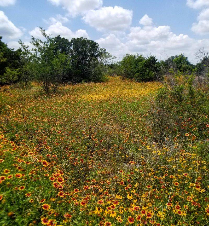 Lady Bird Johnson Wildflower Center (Austin)