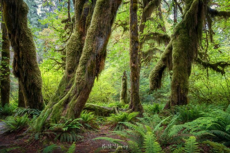 Olympic Peninsula – Rainforest Plants and Coastal Meadows