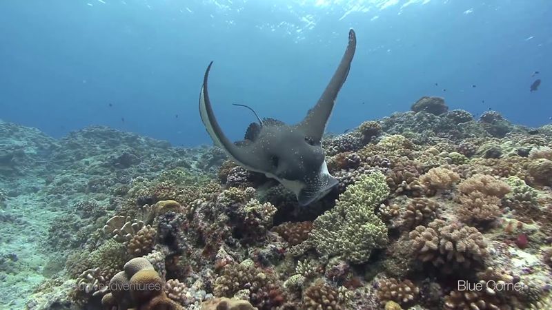 Dive the legendary Blue Corner and German Channel
