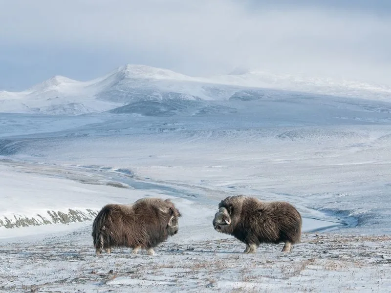 Wrangel Island, Russia
