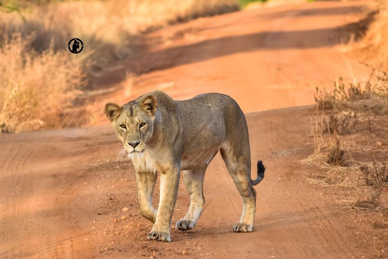 Tsavo National Parks, Kenya