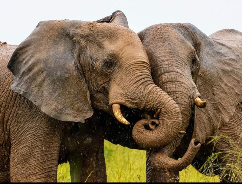 Queen Elizabeth National Park, Uganda