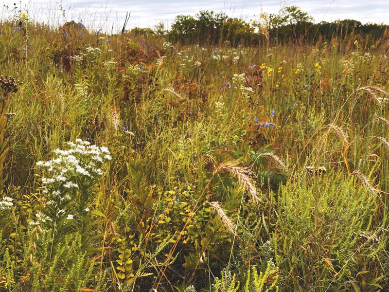Prairie Grasses and Coneflowers in Tallgrass Prairie Reserve, Kansas