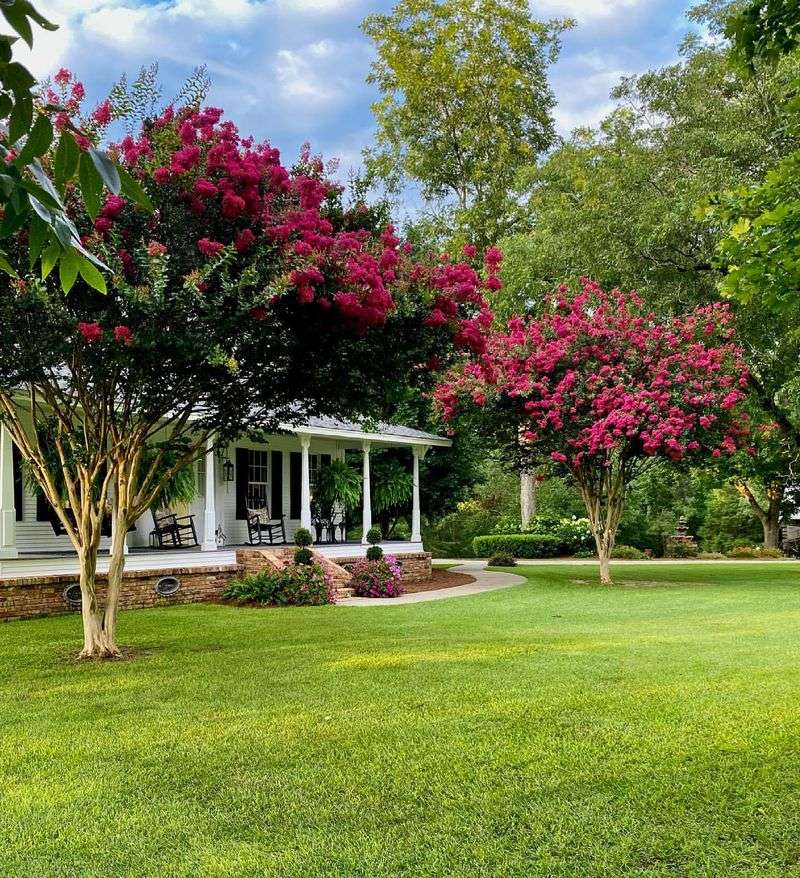 Crepe Myrtles in Bloom Around the Resort Grounds