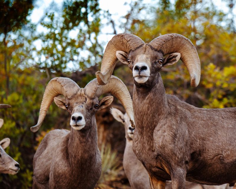 Spot Bighorn Sheep at Canyon Overlook