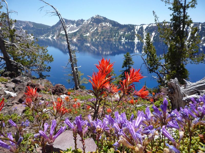 Snap wildflowers and forests