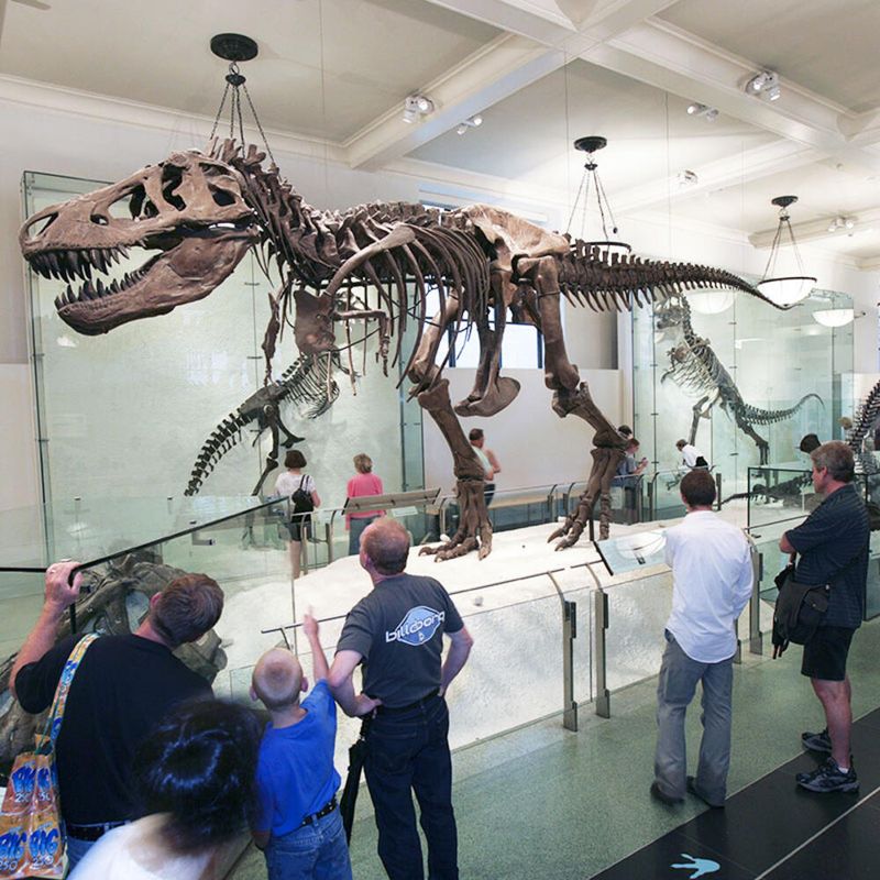 American Museum of Natural History
