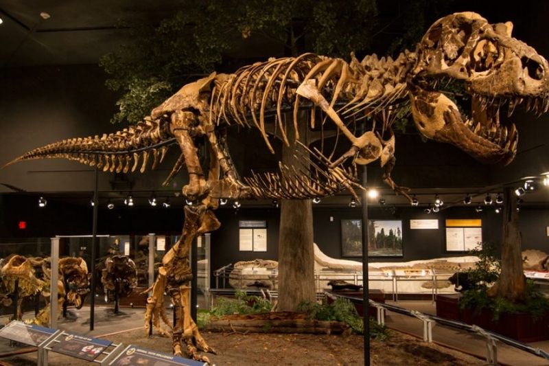 Visit the Museum of the Rockies