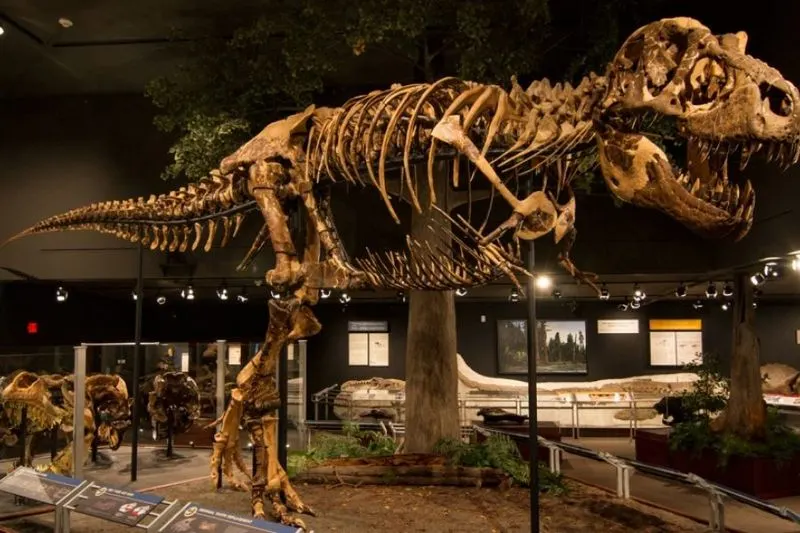 Visit the Museum of the Rockies