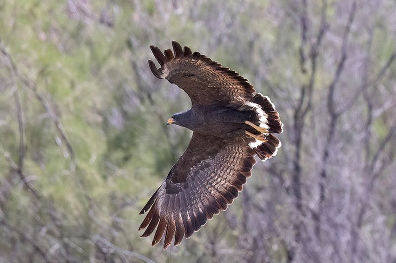 Greet Gray Hawks on a Dawn Bird Walk