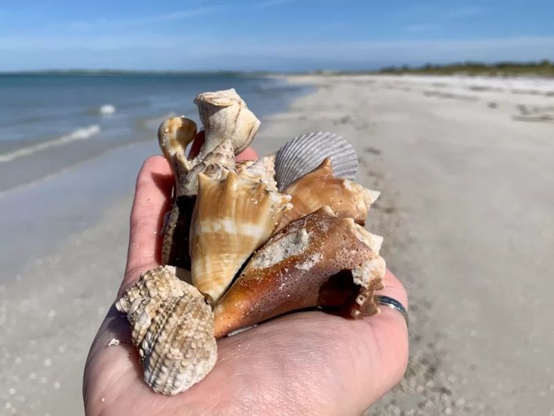 Launch a Shelling Adventure to Remote Islands