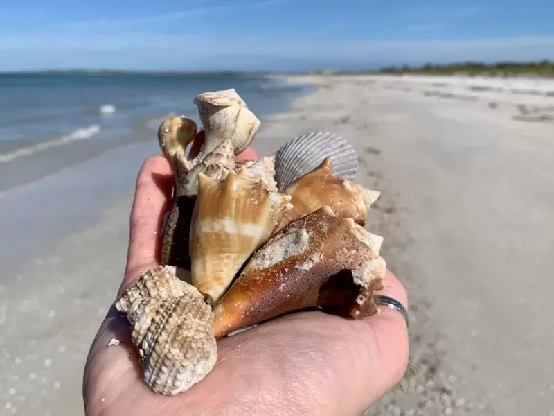 Launch a Shelling Adventure to Remote Islands