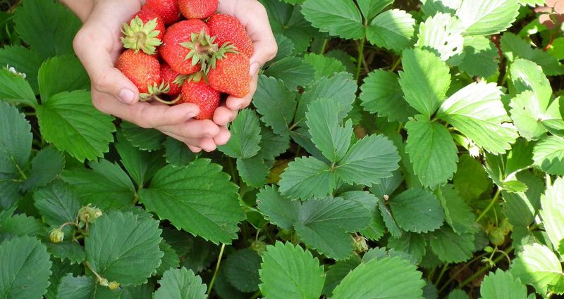Picking Berries or Pumpkins at Local Farms