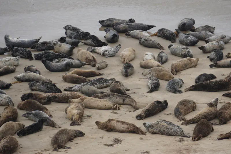 Visit the Carpinteria Seal Sanctuary