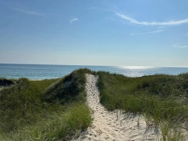 Seaside Grasses and Beach Plum Shrubs in Cape Cod