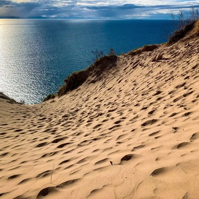 Wild Lupines on Sleeping Bear Dunes