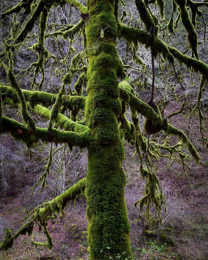 Moss-Covered Logs and Tree Bases